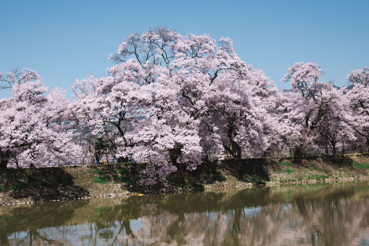 南信州の桜旅　六道の堤